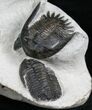Awesome Triple Trilobite Plate - Mrakibina & Podoliproetus #4243-1